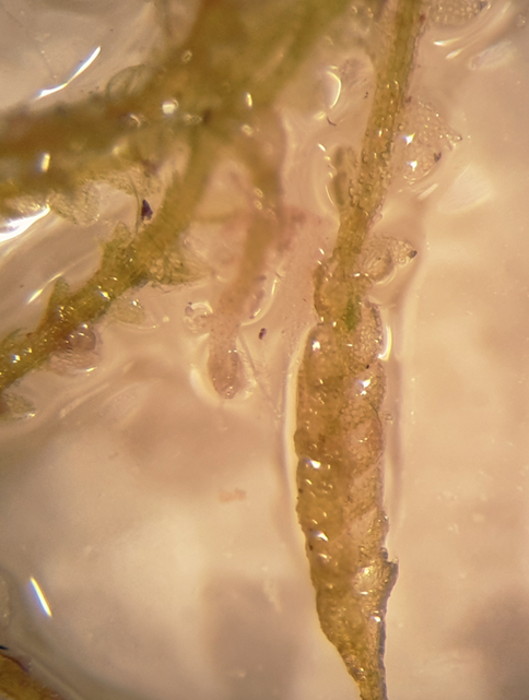 Fuscocephaloziopsis macrostachya var. macrostachya